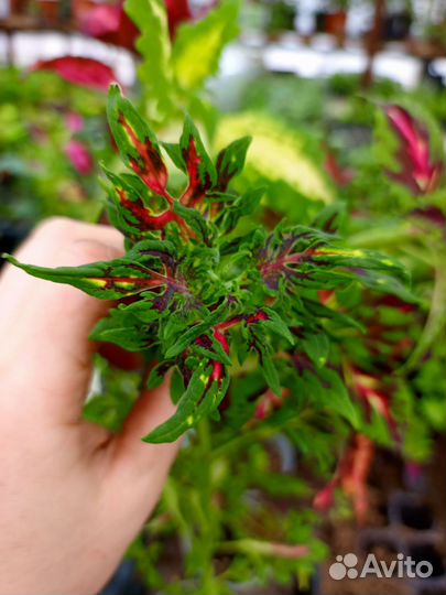 Набор Колеусов