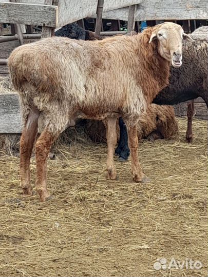 Баран на племя