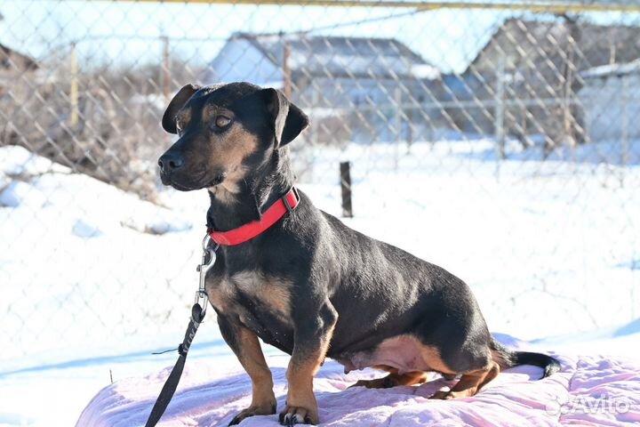 Маленькая собака в добрые руки
