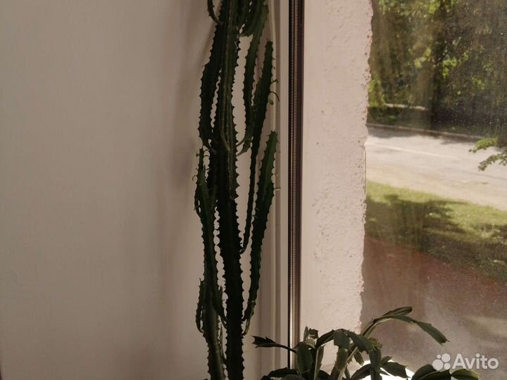 Молочай эуфорбия