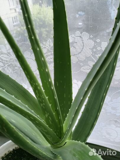 Алоэ вера на срез