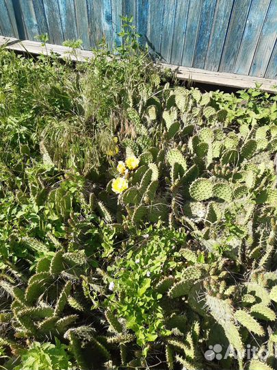 Кактус уличный цветёт ежегодно отдам