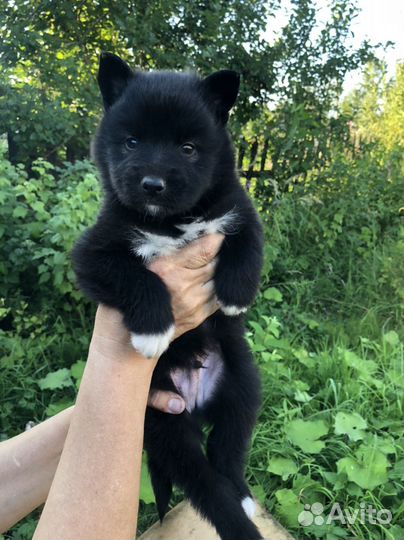Щенки бесплатно