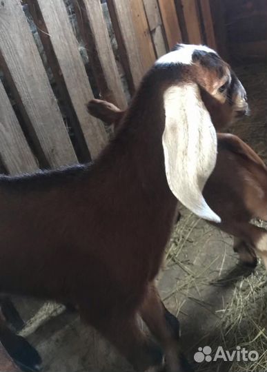 Англо-Нубийский Козлик