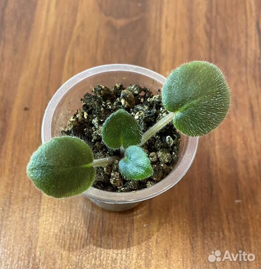 Фиалки сортовые