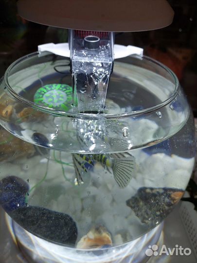 Аквариум с подсветкой и фильтром 6,8 л объем