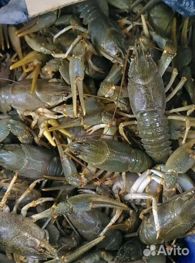 Свежие раки