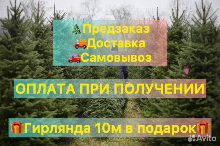 Елка новогодняя живая с доставкой