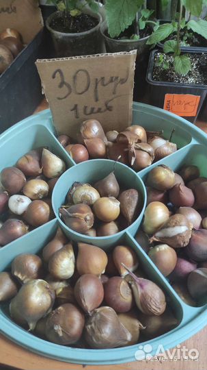 Луковицы тюльпанов