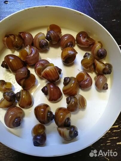 Аквариум. Анубиас. Коряга. Корабль