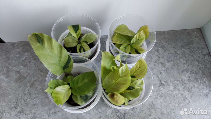 Калатея тай бьюти