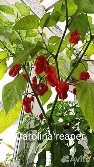 Перец острый сверхострый