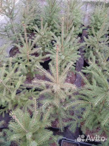 Ель канадская белая