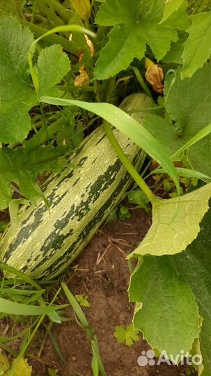 Мелиса,тархун,цукини