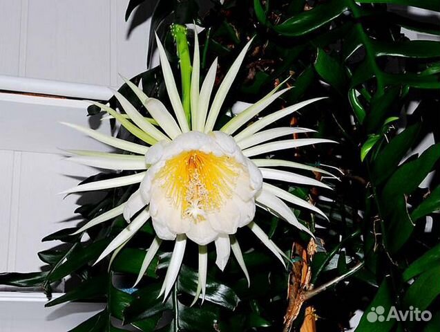 Лесные Кактусы Эпифиллумы