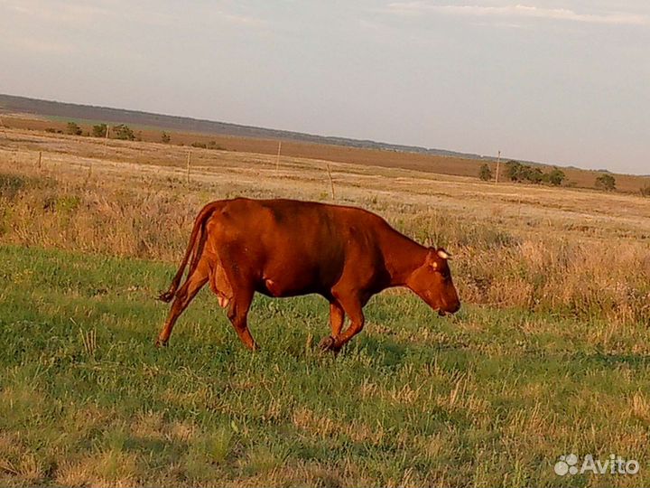 Продаются коровы