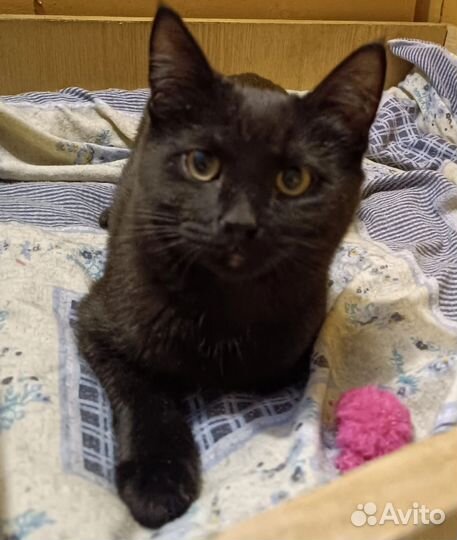 Котик Коржик 10 мес
