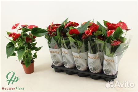 Антуриум красный 12 36