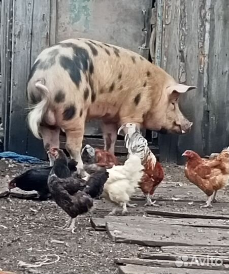 Хряк на племя