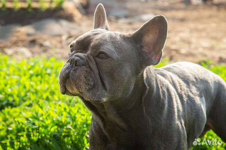 Французский бульдог голубой вязка