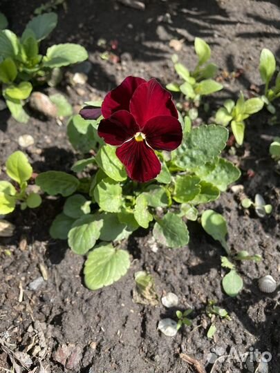 Рассада цветов. Фиалка