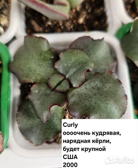 Крассула