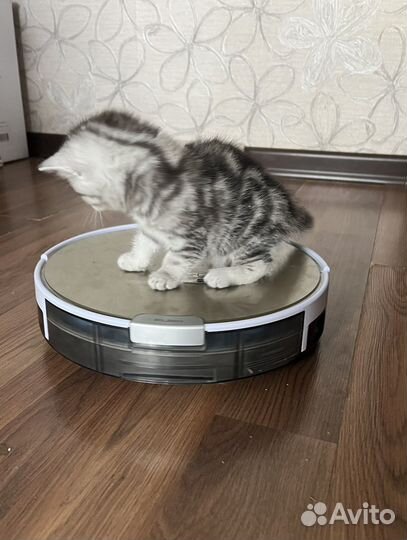 Шотландские котёнок