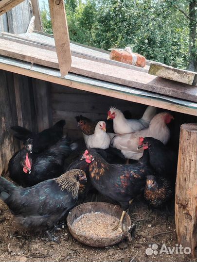 Молодые петушки