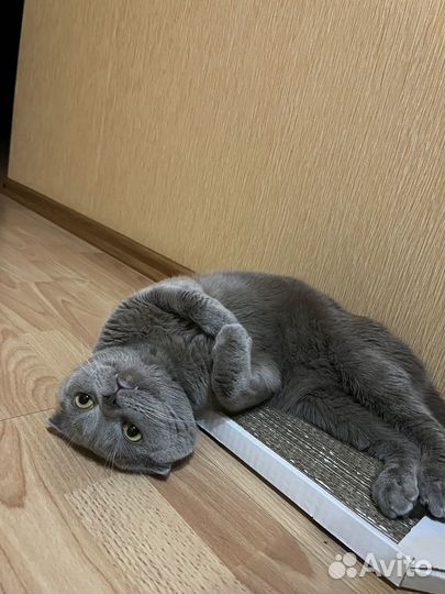 Британский кот на вязку