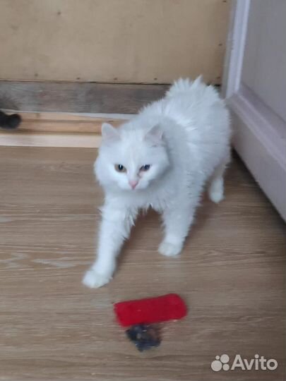 Кошечка в добрые руки