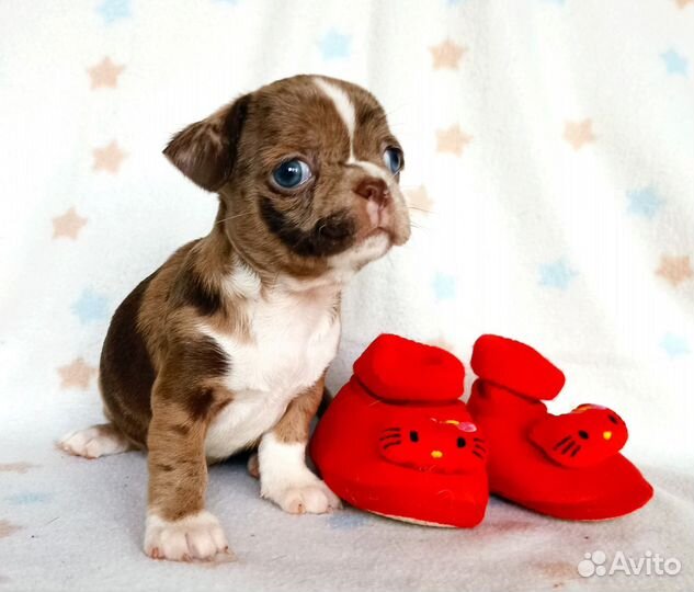 Голубоглазый чихуахуа Гусар