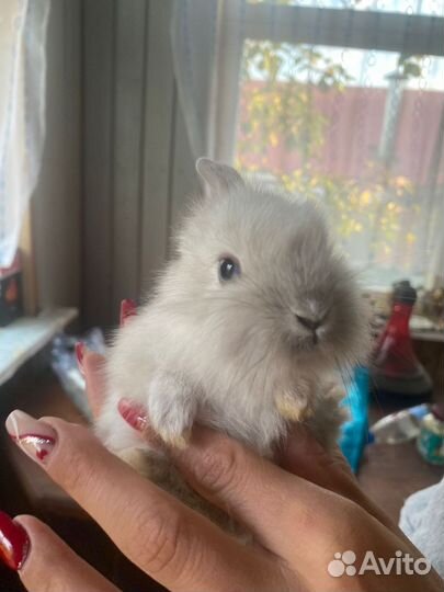 Декоративные кролики