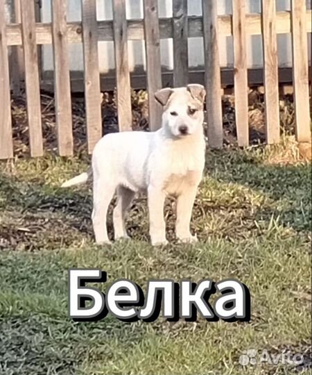 Щенок девочка