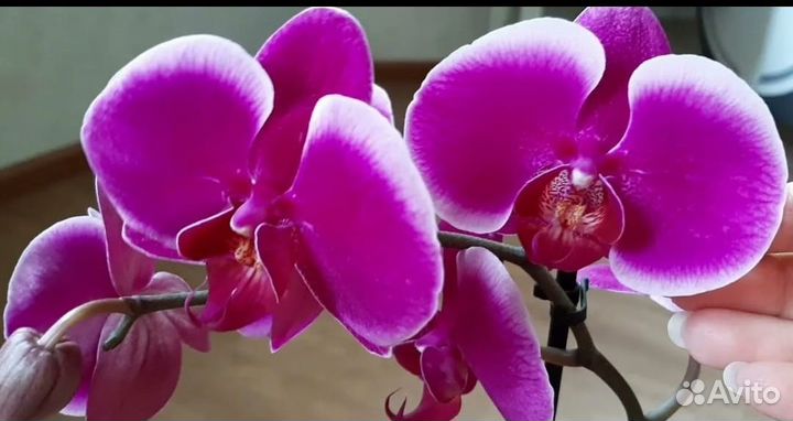 Не цветущие орхидеи