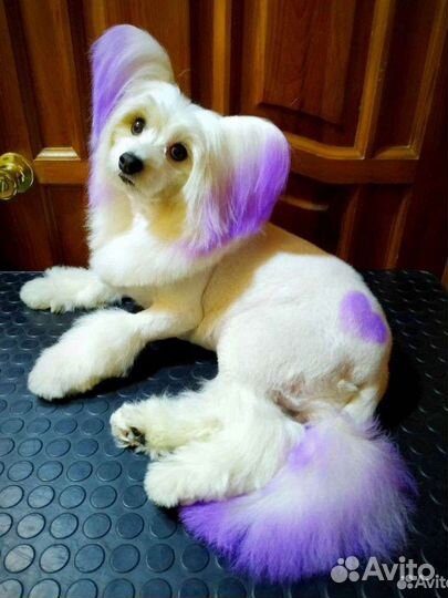 Груминг стрижка собак