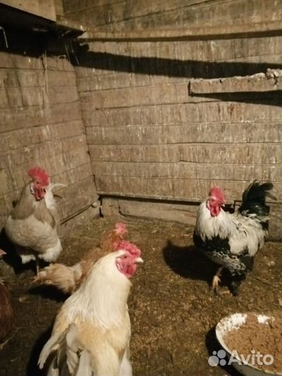 Продам петуха