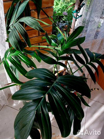 Комнатные растения,подарок,монстера,фикус,маранта