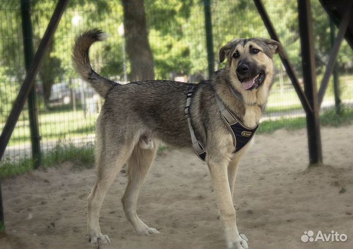 Умнейший щенок метис овчарки Джек в добрые руки