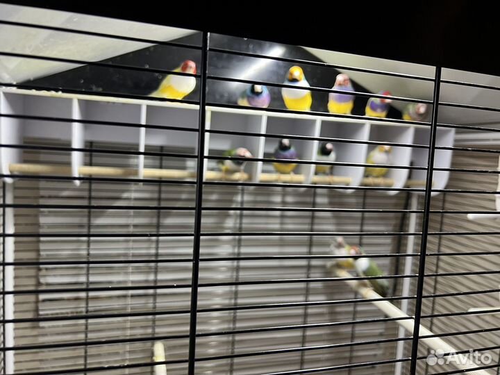 Амадины гульда