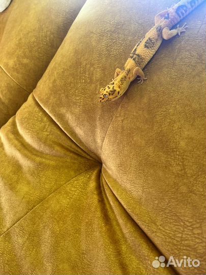 Ящерица эублефар