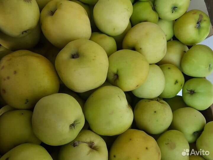 Яблоки