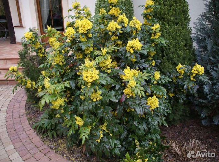 Магония японская