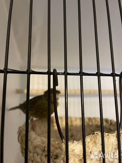 Молодые канарейки