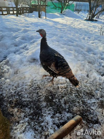 Инкубационное яйцо индейки домашнее