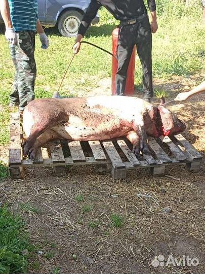 Мясо Свинина домашняя