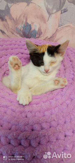 Кошка котенок