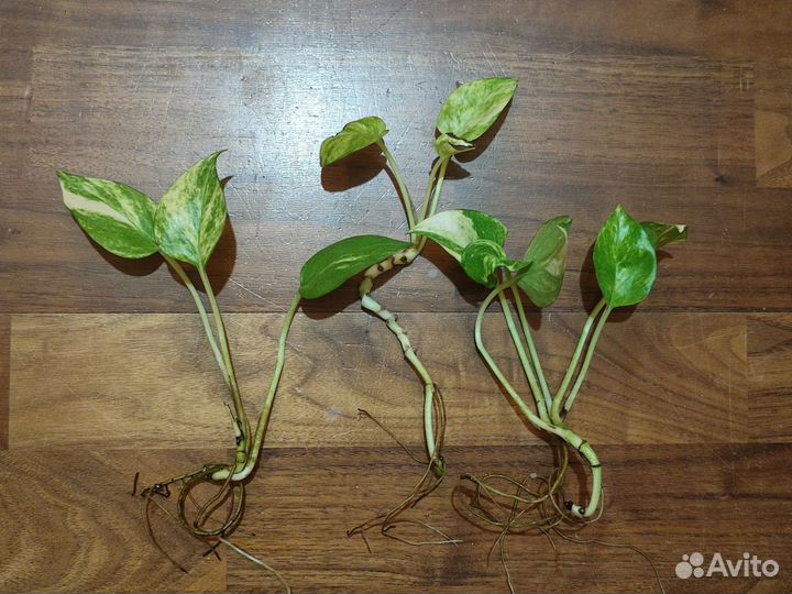 Сциндапсус