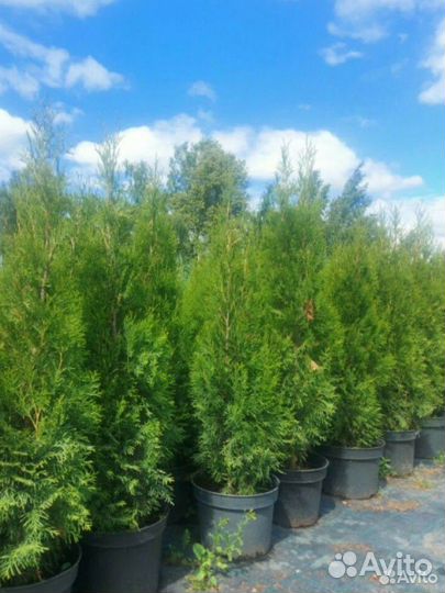 Туя западная (Smaragd)