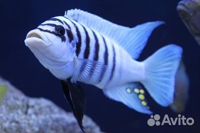 Малавийские цихлиды