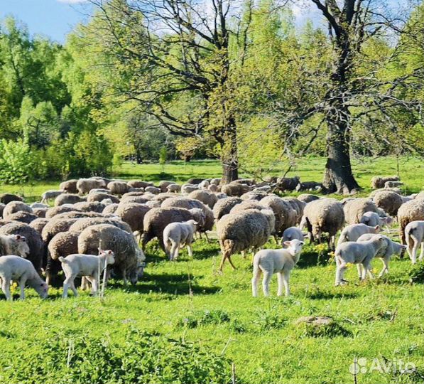 Овцы (ягнята) ташлинская порода и порода тексель